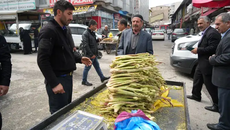 Dağlık Alanların Şifalı Bitkisi: Şekerin Kanser ve Mide Hastalığına Faydaları