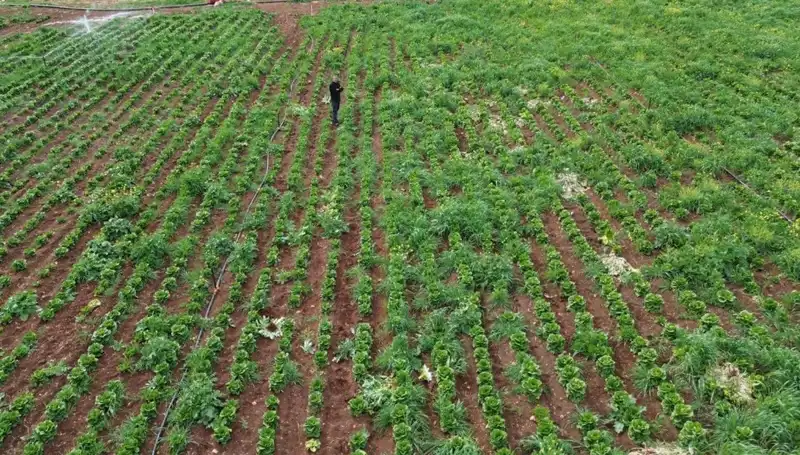 Kuraklık Marul Hasadını Vurdu: Çiftçiler Zor Durumda Kaldı