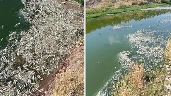 Karasu Çayı'nda Balık Ölümleri: Çevre Uzmanları İnceleme Başlattı