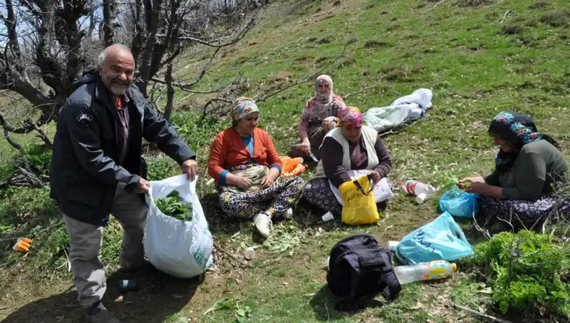 Yüzlerce Ailenin Geçim Kaynağı: Yürüyerek Toplanan 250 Liralık Mantarlar