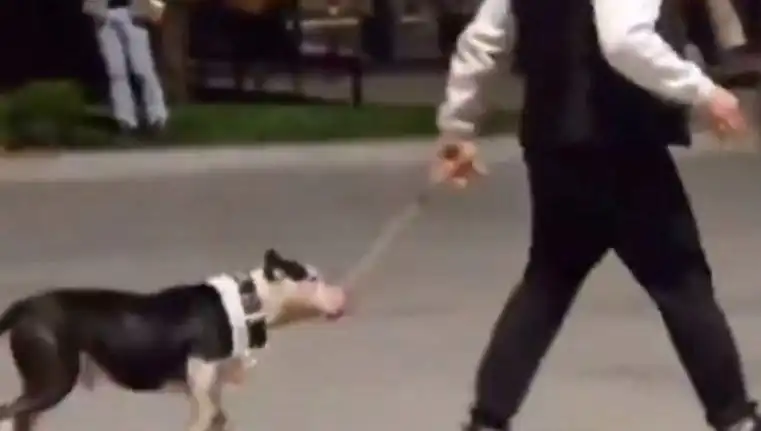 Ağızlıksız Pitbull, Diğer Köpekleri Mesken Edinince Sahibine Cezası Kesildi