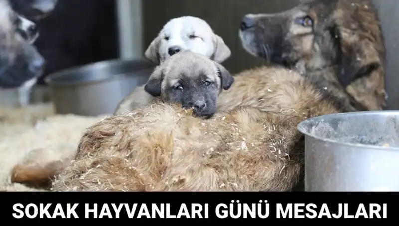 Dünya Sokak Hayvanları Günü: Farkındalığı Artırma Zamanı Geldi