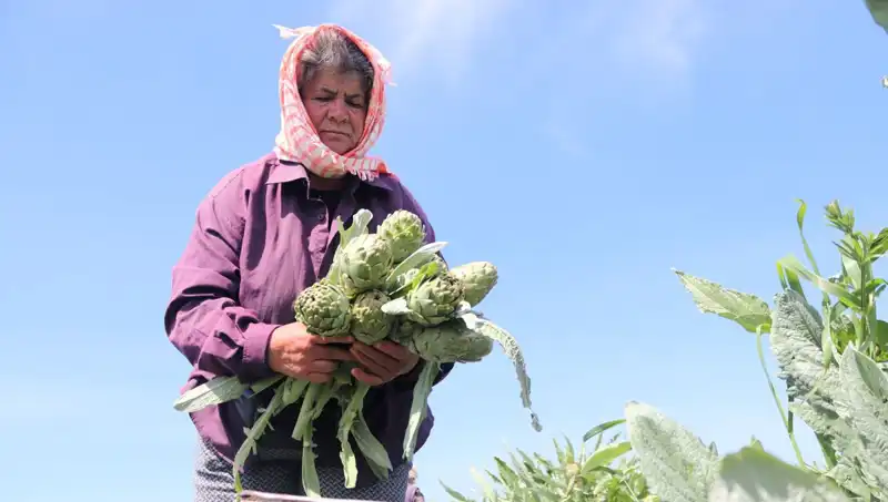 Tarladan Sofralara: Hangi Ürünler Tezgahta 50 TL ile Sizi Bekliyor?