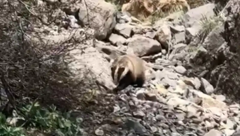 Batman'da Nadir Bir Görüntü: Nesli Tükenmekte Olan Sınırsız Güzellik