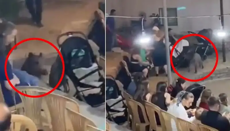 Yaban Domuzu Düğüne Girdi: Eğlenceye Aniden Yüzde Yüz Doğa Heyecanı