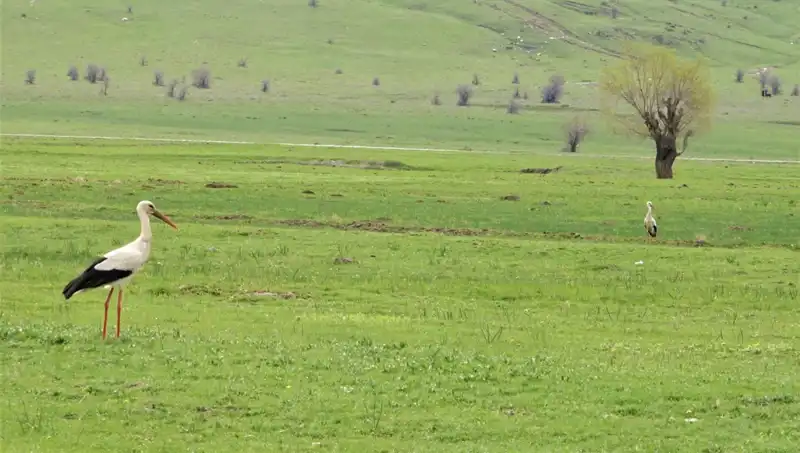 Leyleklerin Bahar Sezonu: Muş Ovası'na Gün Doğdu