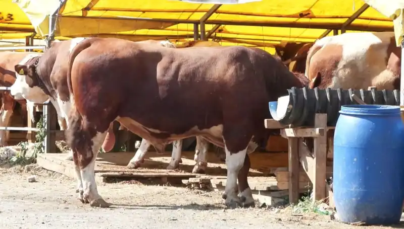 Kurban Pazarlarında Hareketlilik: Alıcı ve Satıcılar Nasıl Hazırlanıyor?