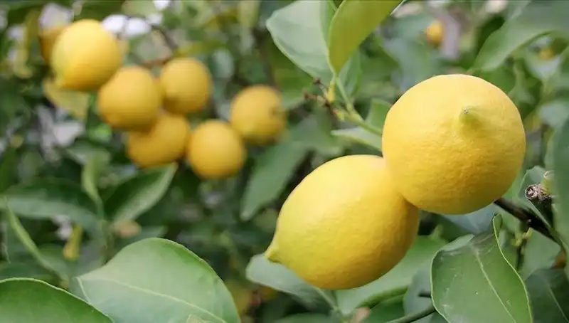 Limonun Fiyatı Fırladı: Bir Adedi 24 Lira Oldu!