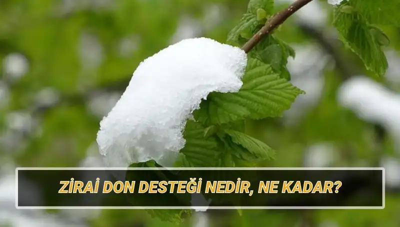 Zirai Don Desteği Açıklandı: Şartlar ve Uygulama Süreci