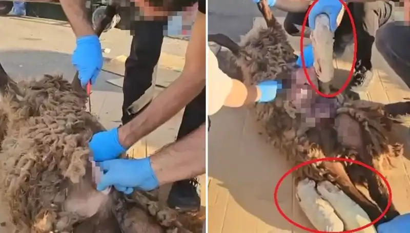 Zehir Tacirlerinin Son Oyunu: Ölü Koyunun Karnındaki Gizemli Buluntu