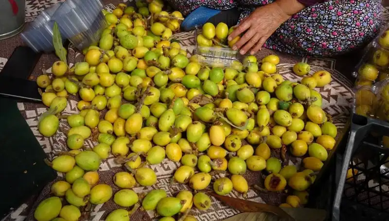 Muşmula Hasadı Başladı: Fiyatlar 150 TL'ye Ulaştı
