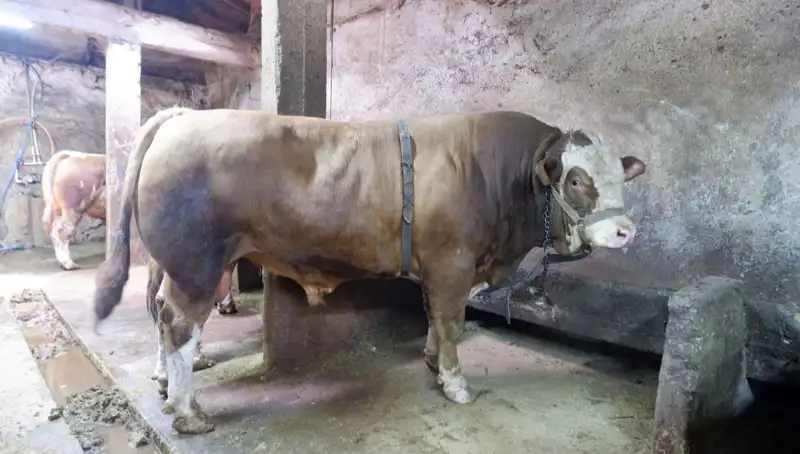 Ülkemizde Bir İlk: 1 Ton 200 Kilo Altın Satıldı, Fiyatı Şaşırttı!