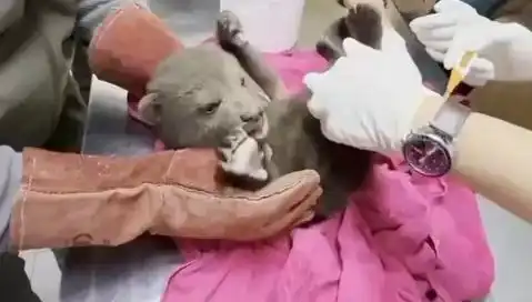 Karabük'te Yavru Bozayı Bulundu, Doğaseverler Şaşkın!