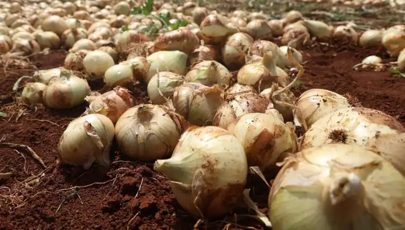 Hatay'da Soğan Hasadı Başladı! Çiftçinin Rekoltesi Yüzleri Güldürüyor
