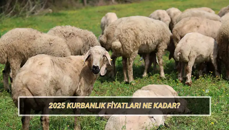 2025 Kurbanlık Fiyatları: Büyükbaş ve Küçükbaş Kurban Fiyatları Ne Olacak?