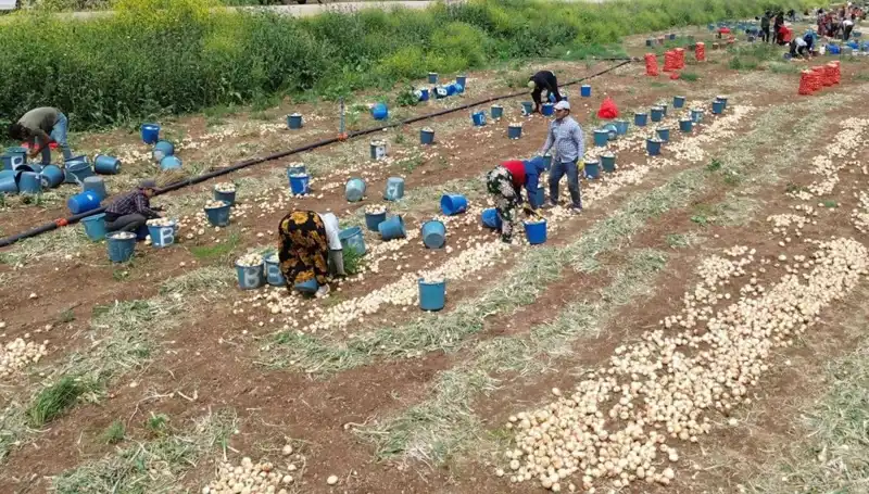 Soğan Hasadı Başladı: Piyasalarda Fiyat Düşüşü Bekleniyor!