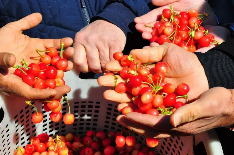 İlk Hasat Geldi: Kilo Başına 3 Bin 500 TL'ye Alıcı Buldu!